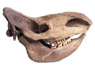 WOOLLY  rhinoceros, носорог, шерстистый, мамонт, рог, рога, челюсть, кость, скелет, вымерший, зубы