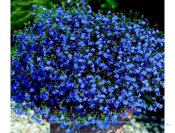 Лобелия Star Blue