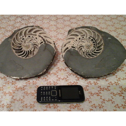 Ракушка малютки окаменелые