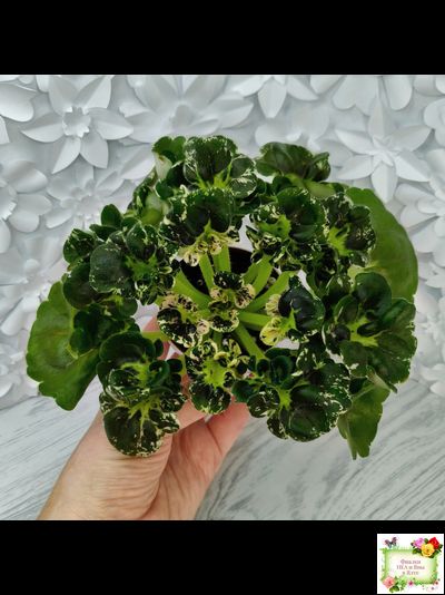 МТ-Кокилье (М. Тотиева) 2023 г.