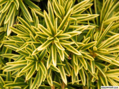 Тисс ягодный Давид - David