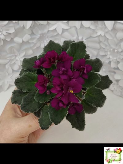 Jolly Fire (H.Pittman) (9715) 01/15/2007