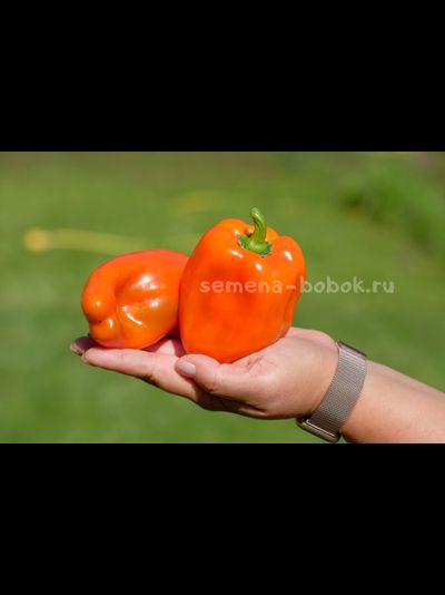 Перец сладкий Гюнстлинг, 10 шт