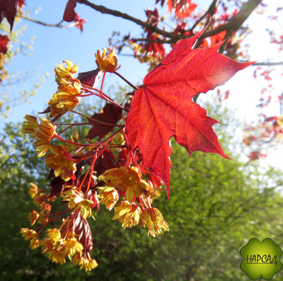 Клен остролистный "Роял Ред" (саженец 1,5 м)