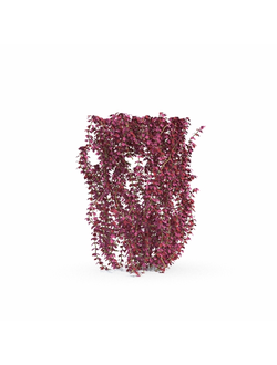 стриженые Барбарис 04а