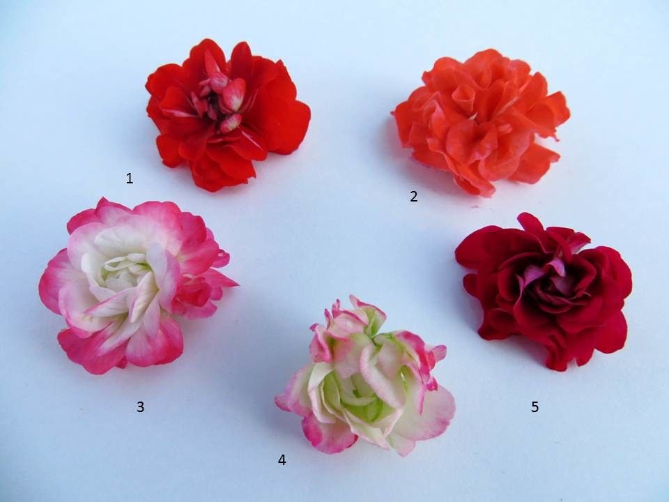 Фото коллаж розебудные пеларгонии