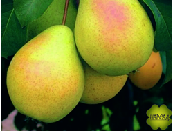 ДЕРЕВО-САД "Чижовская+Просто Мария" (две прививки на одном дереве)