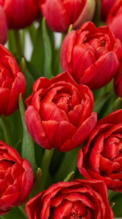 Букет цветов на 8 марта № 758