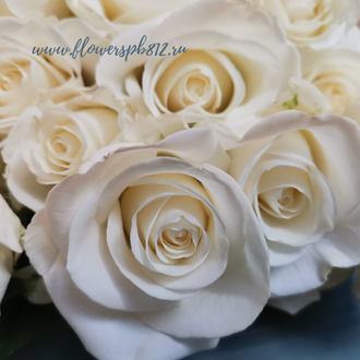 Белые розы, 25 шт.