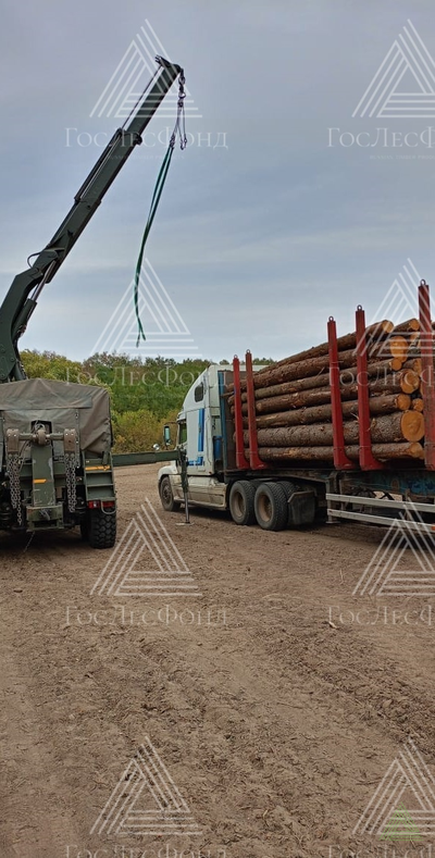 Пиловочник хвойный ель, сосна ГОСТ 9463-88, 18-60 см