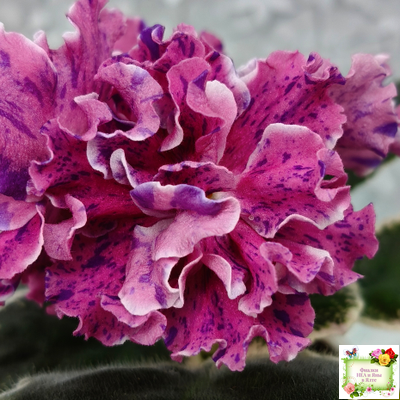 ТФ-Confetti (Т. Фурлетова) 2024 г.