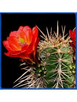 Echinocereus arizonicus