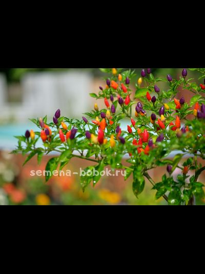 Перец острый NuMex Twilight, 10 шт