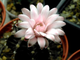 Gymnocalycium friedrichii v.moserianum VoS 014а х friedrichii (hybr) - 5 семян