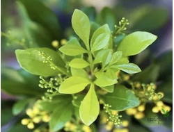 Аглая карликовая / Aglaia odorata dwarf