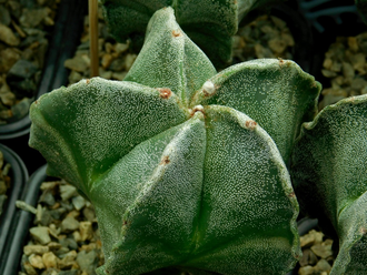 Astrophytum myriostigma v.strongylogonum (D=65-70 mm)