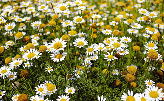 Ромашка римская (Anthemis nobilis/Chamaemelum nobile) 5 г - 100% натуральное эфирное масло