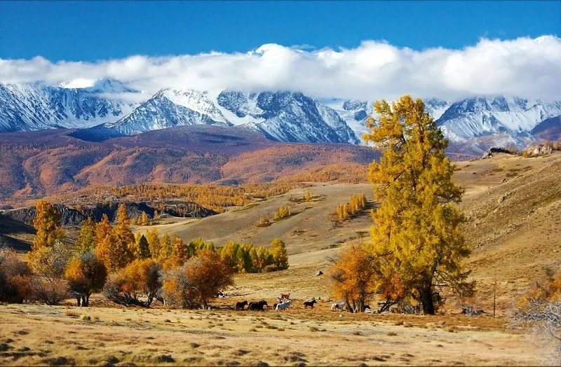 По Чуйскому тракту