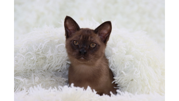 бурманский котик
