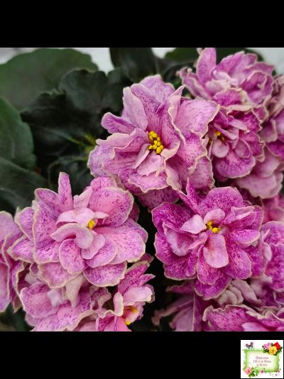 АВ-Шиповник (Фиалковод) 2021 г. (гёрл-листва)