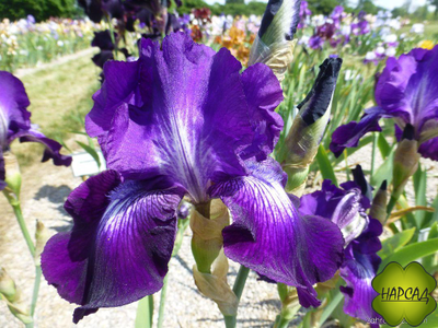 ИРИС БОРОДАТЫЙ "ВИННЕР СЕКЛ" (80 см)