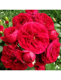 Роткеппхен (Rotkappchen)