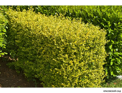 Бирючина Ауреа - Aurea