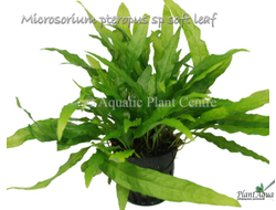 Папоротник тайландский soft leaf (горшок)