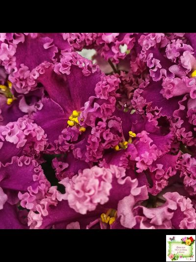 ЛФ-Дарья (Л.Федосеева) 2017 г. (пасынок укоренённый)