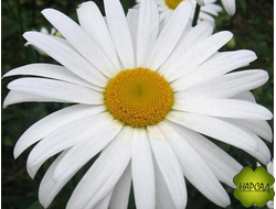 НИВЯНИК (РОМАШКА) АЛЯСКА