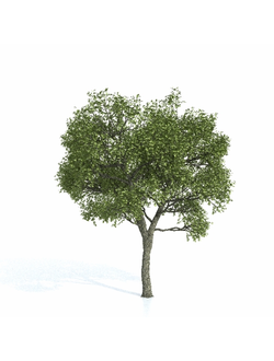 лиственные Дуб 21