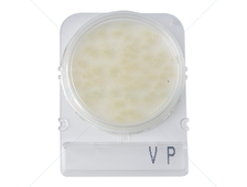 Подложки Compact Dry VP (вибрио парагемолитикус)