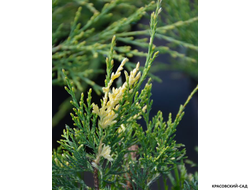 Можжевельник Уайт Сплеш - White Splash