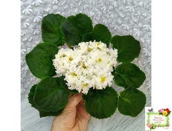 АВ-Легенда о Золотой Луне (Фиалковод) 2023 г.