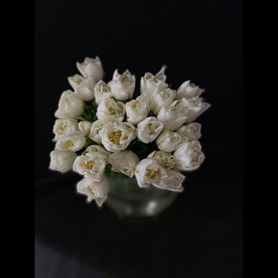 Тюльпаны пионовидные 25 шт