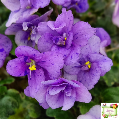 Skagit Victory Trails (W. Lindstrom)  (5659) 01/30/1984 трейлер