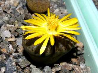 Lithops bromfieldii v.glaudinae  - 10 семян