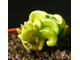 Dionaea muscipula Cudo