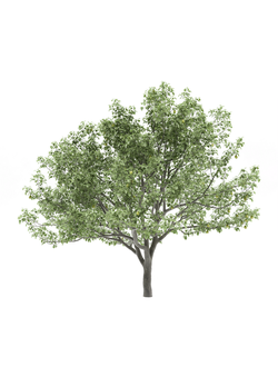 плодовые Груша обыкновенная 1