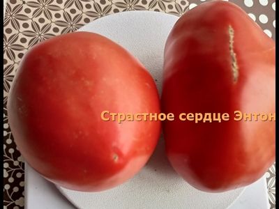 Томат Страстное сердце Энтони (Anthony's Passionate Heart)