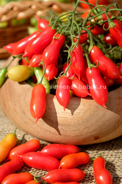 Томат Pelino 2014 (Пелино 2014), 7 шт