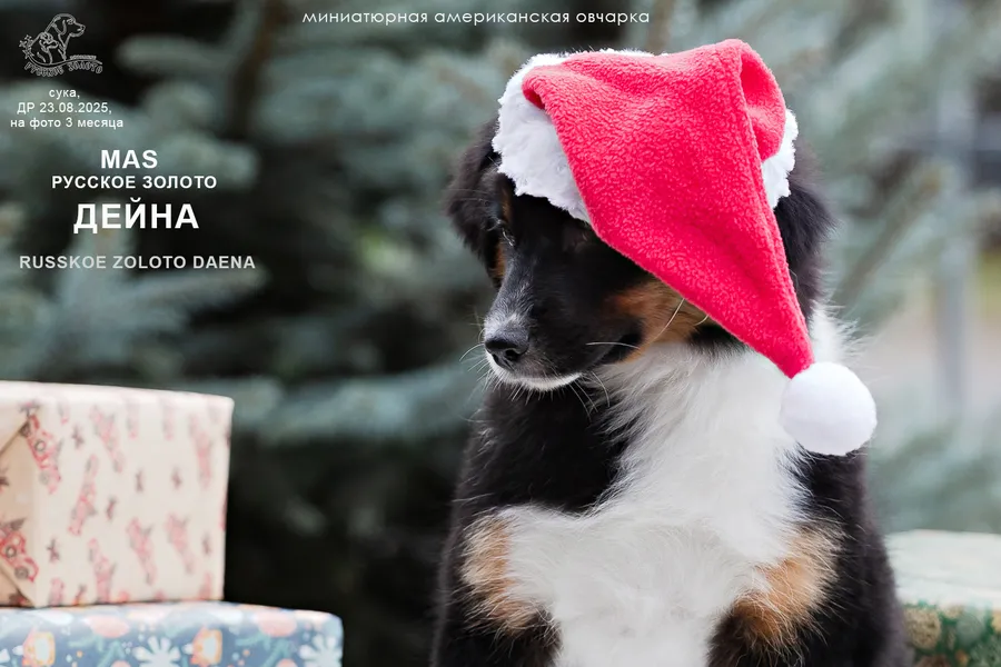 РЗ Дейна, сука, на фото 3 мес.