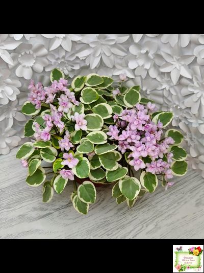 Жемчужный Восторг (Д. Глушакова) листовая химера (пасынок сорт посажен 20.10.25)