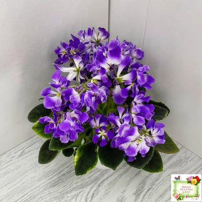 LV-Элизабет (Л. Шевелева) 2023 г.(лист посажен 29.01.26)