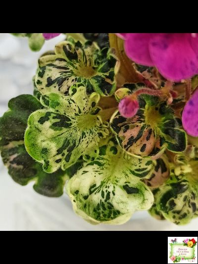 Mac's Pizzicato Paradise (G.McDonald) (пестролистный гёрл)