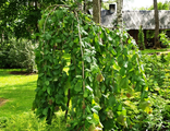 &quot;Пендула&quot; лещина обыкновенная ( Corylus avellana Pendula)
