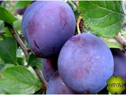 СЛИВА "НОЧКА" (до 3 м, самоплодная) саженец 3 года