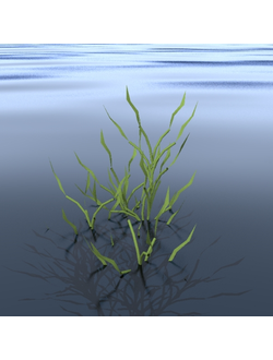 водные Водоросли-01