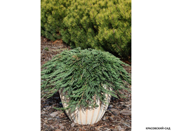 Можжевельник горизонтальный Панкейк купить в Москве