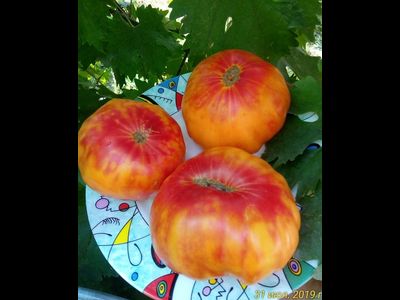 Томат Бурракерские любимцы (Burracker's Favorite)